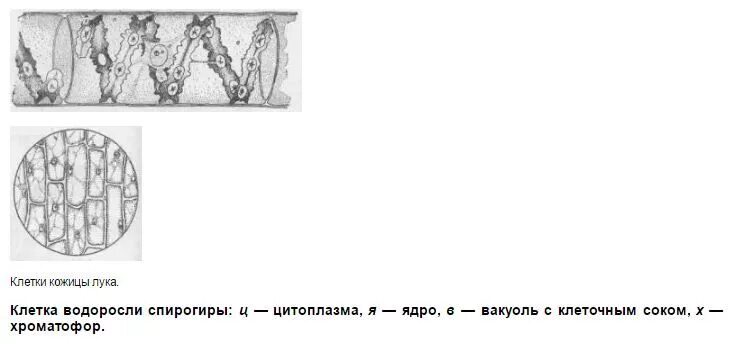 Рассмотрите рисунок растительной клетки впр 6 класс. Рассмотрите рисунок растительной клетки впр 6 класс
