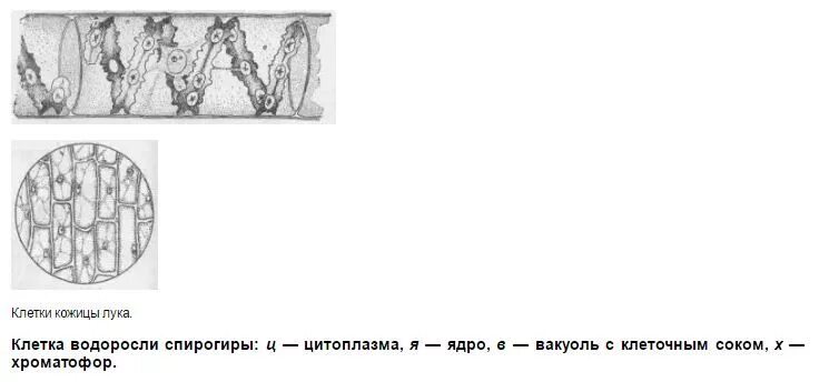 Рассмотрите рисунок растительной клетки впр 6 класс