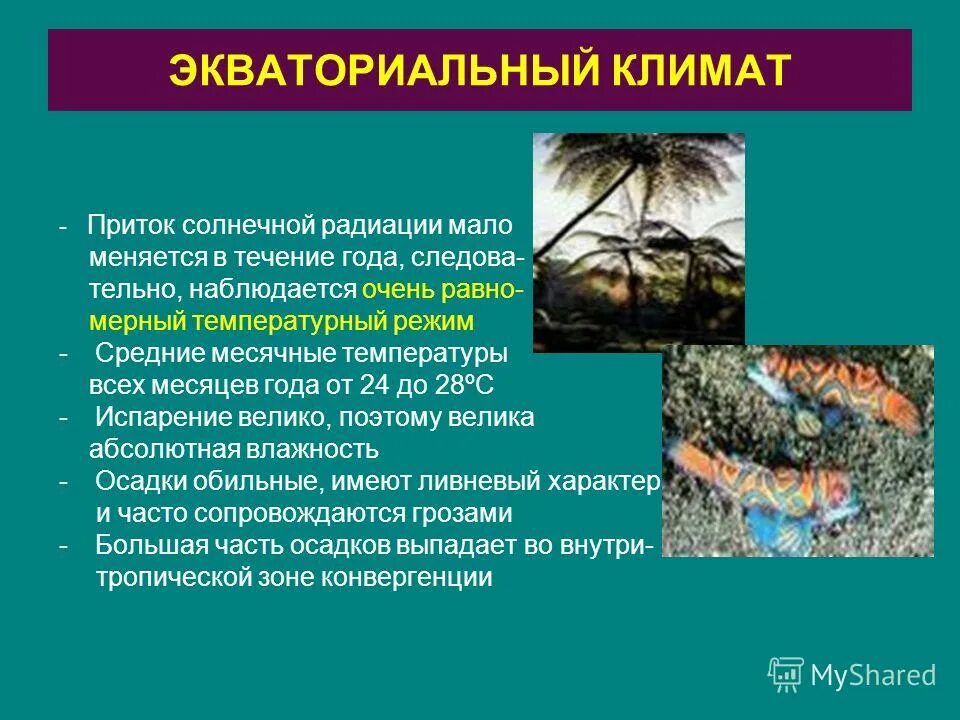 страны в экваториальном климатическом поясе. экваториальный пояс характеристика. экваториальный пояс характеристика. характеристика экваториального климатического. климатические пояса.