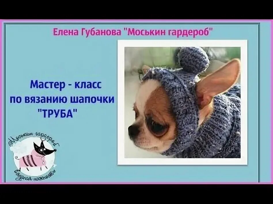 Шапочка для собаки схема вязания. Вязание шапочки для чихуахуа спицами для начинающих. шапка для собаки спицами схема. схема вязания шапки для собаки. вязаные шапки для собак схемы.