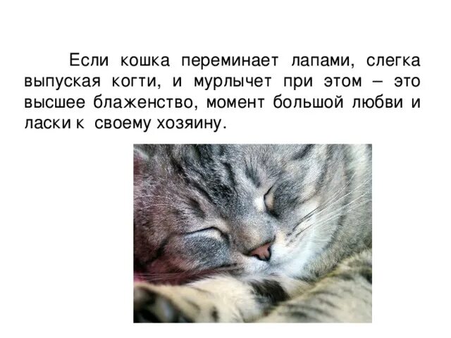 Почему коты мнут лапами и мурлыкают