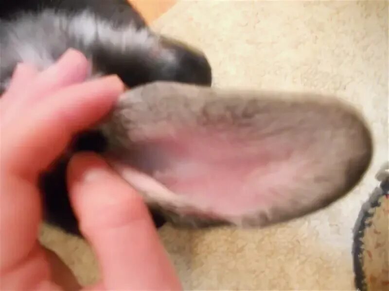 How to Clean Your Dog's Ears * MSPCA-Angell