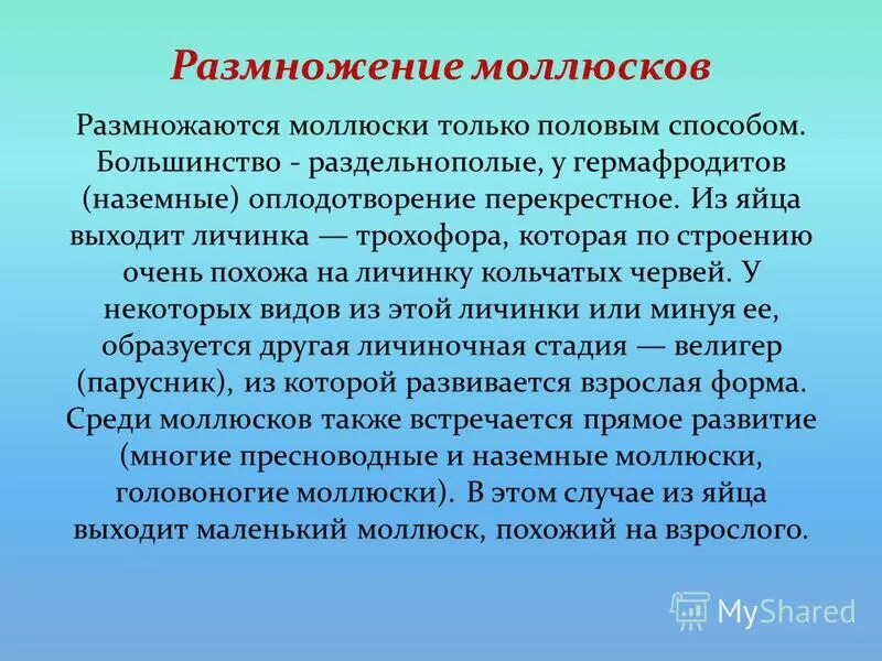 Способы размножения моллюсков. Размножение моллюсков. Моллюски способы размножения. Раздельнополые моллюски. Тип размножения моллюсков.