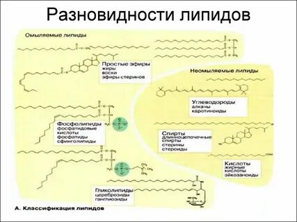 Для резервных липидов характерно