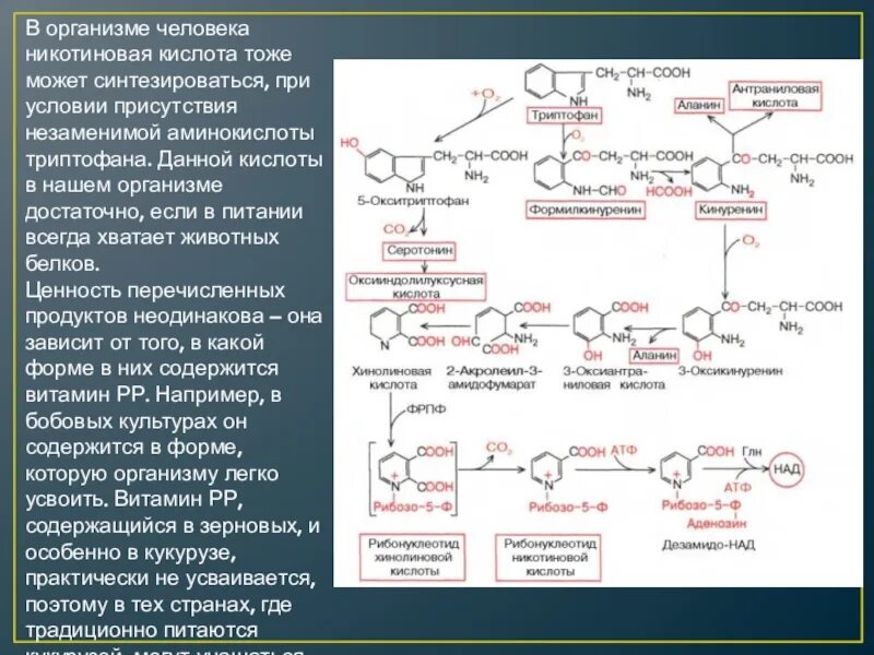 В организме человека могут синтезироваться