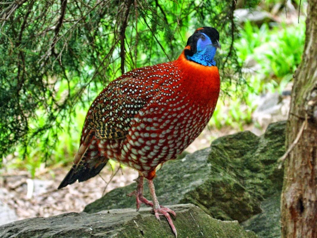 Амударьинский фазан. Фазан кидзи. Фазановые семейство. Обыкновенный фазан. Обыкновенный фазан.