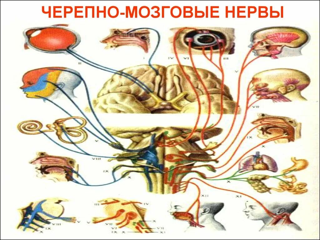 5 6 черепные нервы. 12 Черепно мозговых нервов атлас. 12 Пар черепных нервов. Черепномозговые неовы. ЧМН.