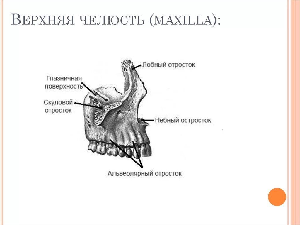 Небный отросток верхней челюсти