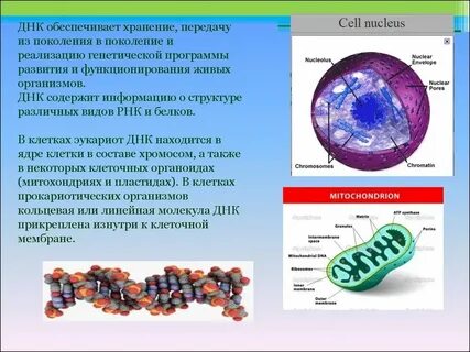 Какой органоид встречается во всех живых организмах