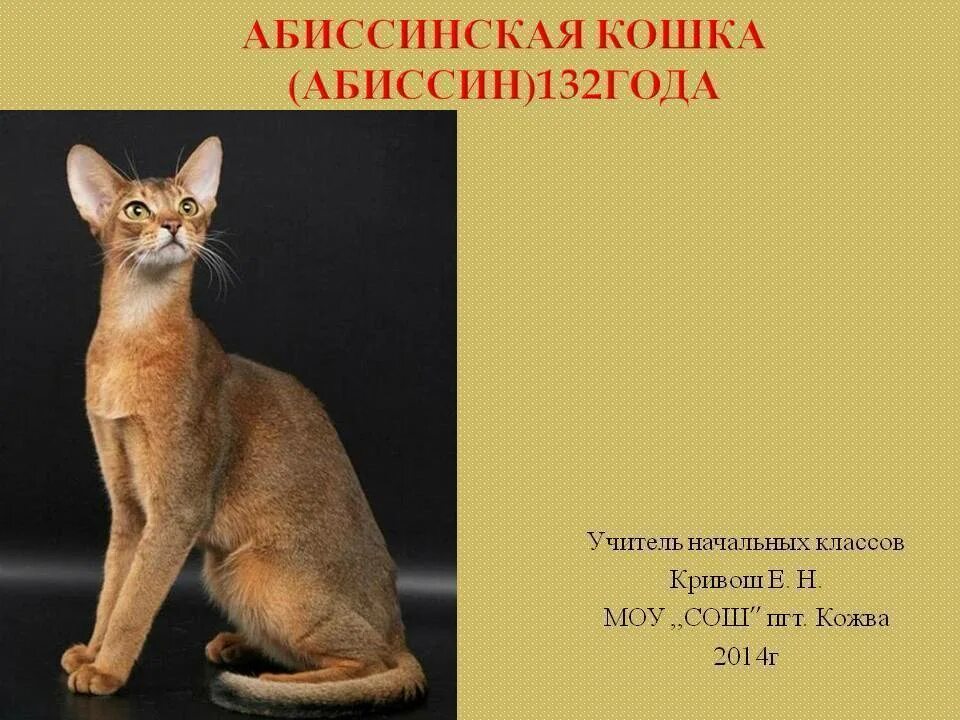 Абиссинская кошка морда. Абиссинская кошка сорель. Абиссинская кошка дикий окрас стандарт. Египетская кошка абиссинская. Поведение абиссинской кошки.