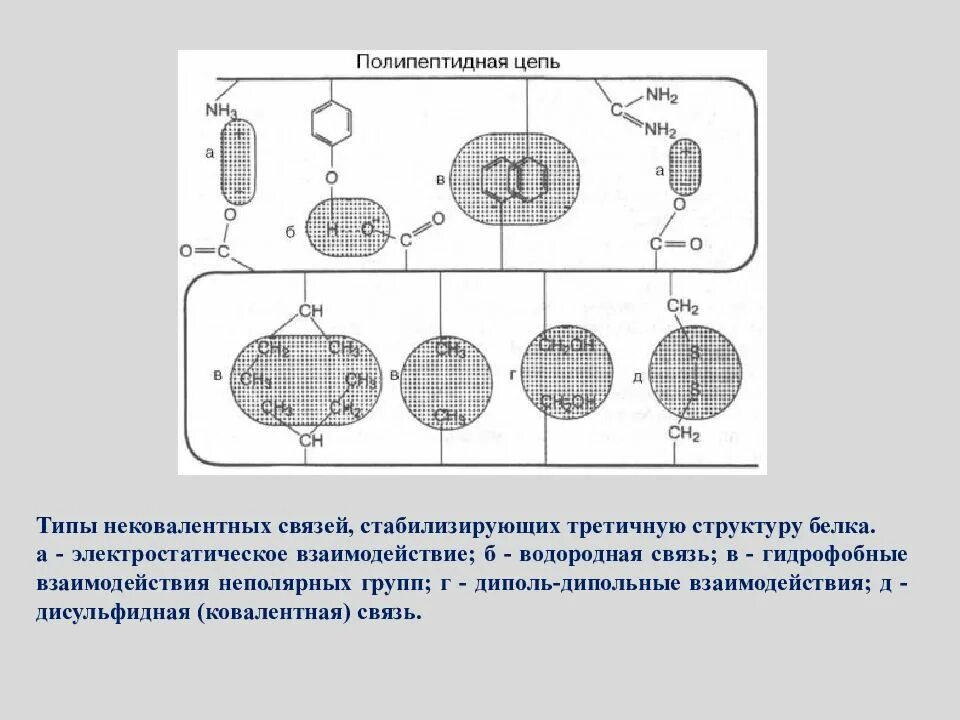Гидрофобные связи в третичной структуре белка. Связи стабилизирующие структуры белка. Нековалентные связи. Взаимодействия стабилизирующие третичную структуру белка. Третичную структуру белка стабилизируют