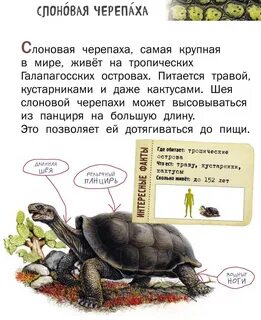 Международная красная книга животных черепаха