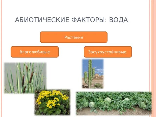 Презентация по биологии на тему "Экологические факторы среды"" 5 класс - биологи