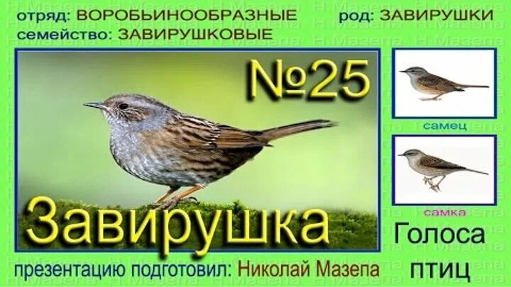 Голоса птиц словами. Голоса птиц. Звуки голосов птиц. Лесная завирушка самец и самка. Птицы издающие звуки.