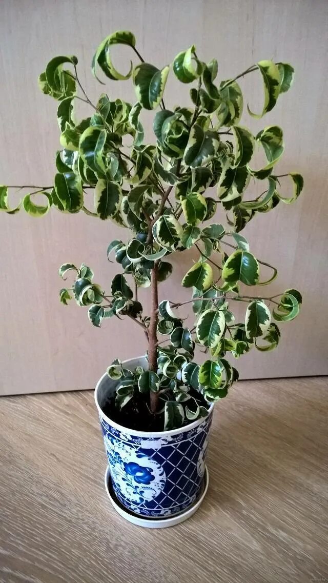 Растение со скрученными листьями. Растение со скрученными листьями. Фикус ретуза панда. Фикус бенджамина barok. Растение со скрученными листьями.