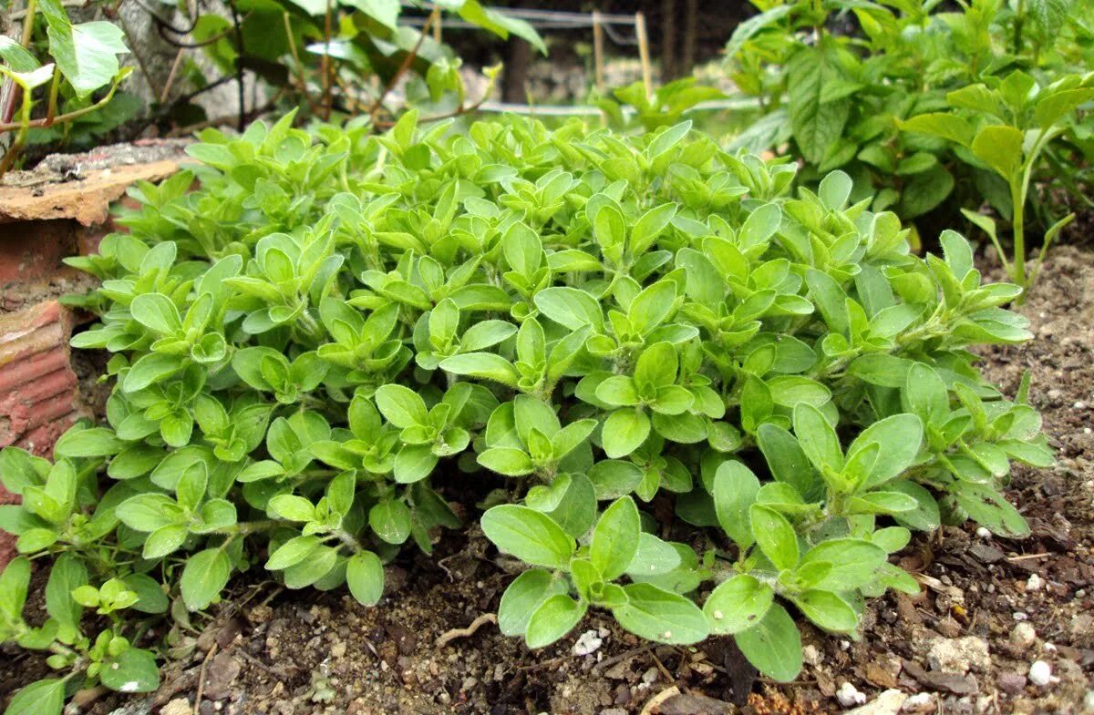 Пряный рос. Орегано (душица). Origanum Majorana (майоран). Душица обыкновенная (орегано). Орегано майоран базилик.