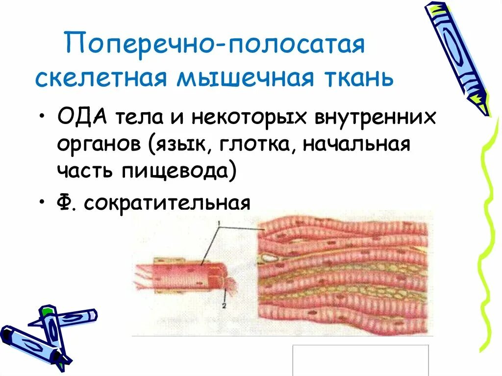 Изображение поперечно полосатой скелетной мышечной ткани. Поперечно-полосатая Скелетная мышечная ткань. Поперечнопоперечно полосата Скелетная мышечная ткань. Сеюуелетная поперечно полосатая мышечная ткань. Скелетно поперечнополосатая мышкчная ткань.