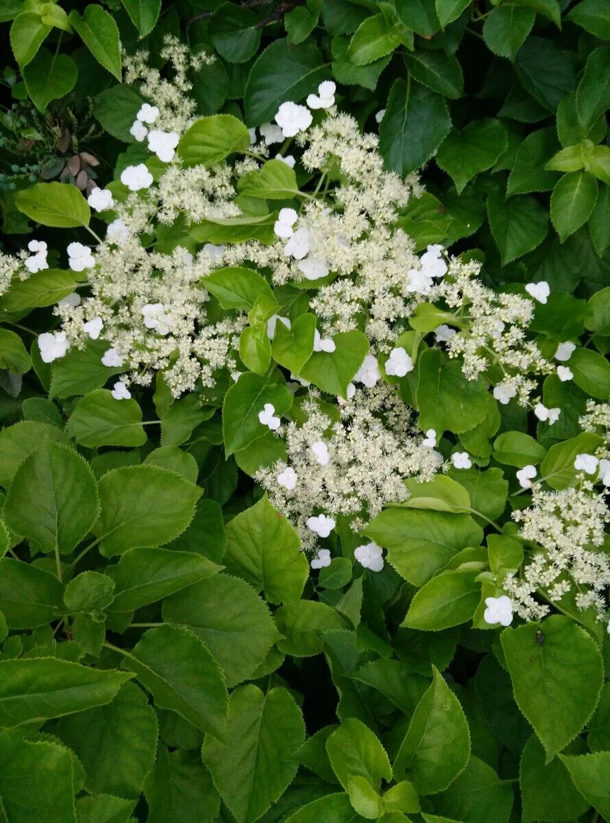 Кустарник похож