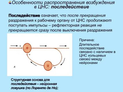Рецепторы несут возбуждение к цнс
