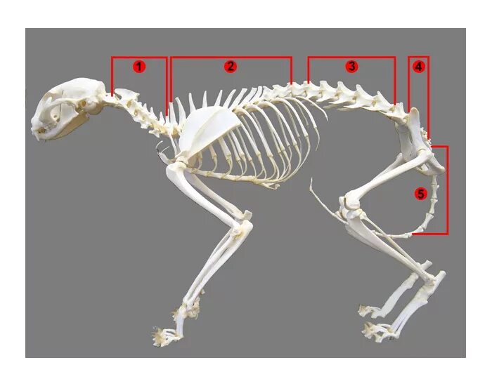 Какие отделы позвоночника у собак. Скелет кошки позвонки. Строение кошки анатомия скелет. Скелет кошки Грудина. Скелет кошки грудная клетка.