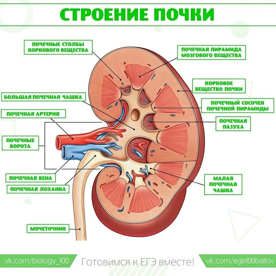 Укажите края почки. Рисунок "строение почки" с обозначениями. Макроскопическое строение почки человека. Строение почки человека ЕГЭ биология. Строение почки человека ЕГЭ рисунок.