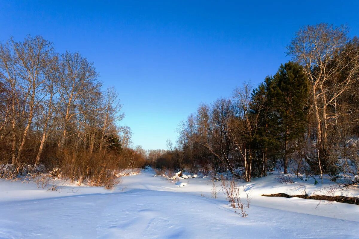 зимние обои. февраль. конец зимы. зимние цветы. конец зимы пейзаж.