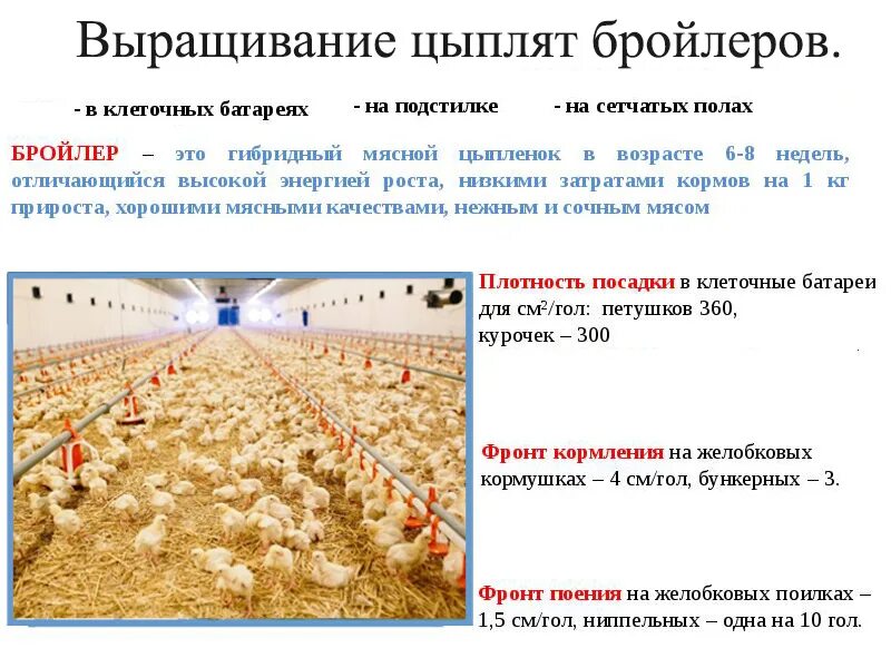 Таблица бройлера кобб 500 по дням. Продуктивность бройлеров. Продуктивность кур бройлеров. Кровососущие для кур бройлеров. Микроклимат система кур бройлеров.