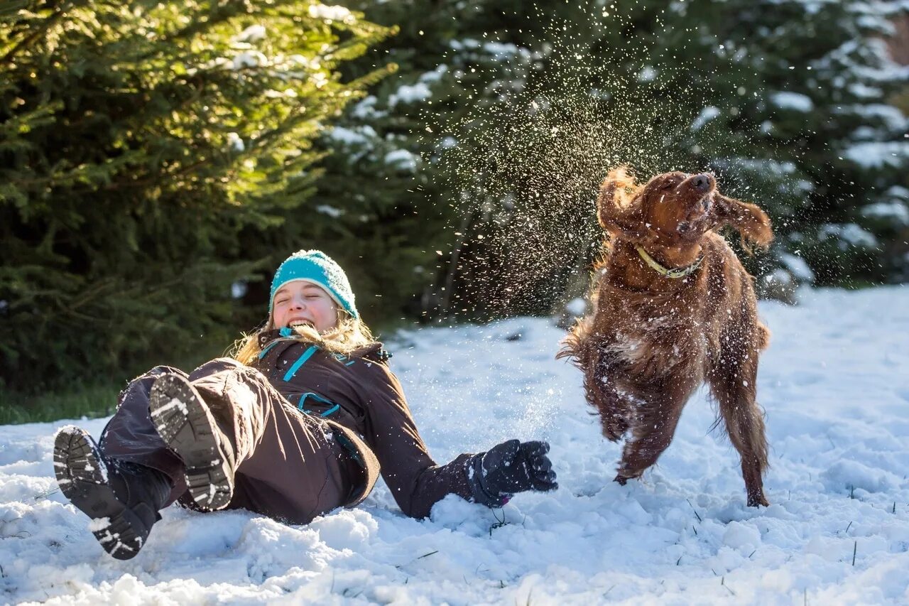 Выгул собак зимой. Walk the Dog in the Snow. Фото блондинки с овчаркой играет зимой.
