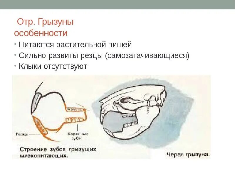 Грызуны особенности строения кратко