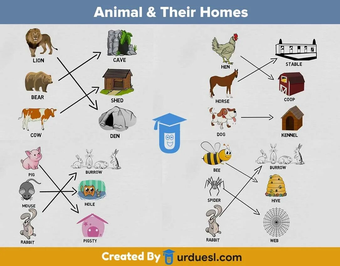 Animals and their Homes. Энималс хоум. Animals and their Homes for Kids. Animals and their Homes Worksheets. Animals house перевод