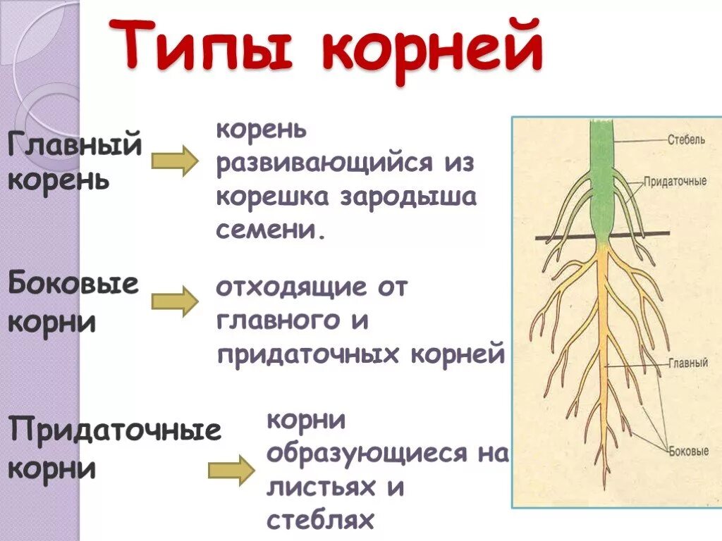 Придаточные корни образуются на главном корне