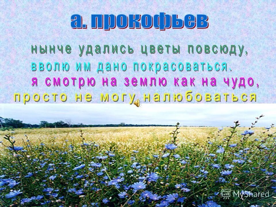 Цветы растущие везде летом. Rose garden. Луга разнотравье пермского края. Тысячелистник из бумаги. Тысячелистник полевой.