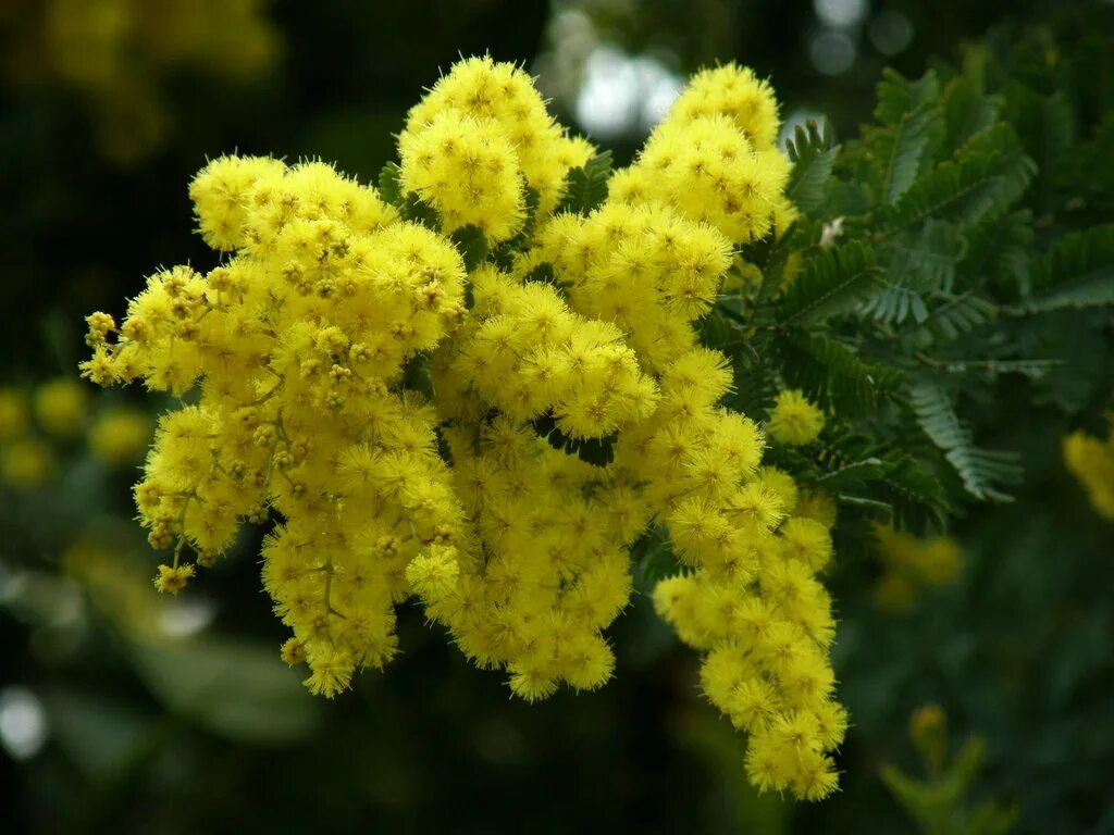 Мимоза Лимонка. Мимоза сорт Лимонка. Мимоза цветок. Сорт Mimosa Haze. Покажи цветок мимоза