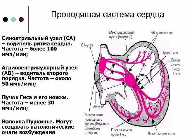 Пучок пуркинье