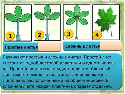 Простой и сложный размер