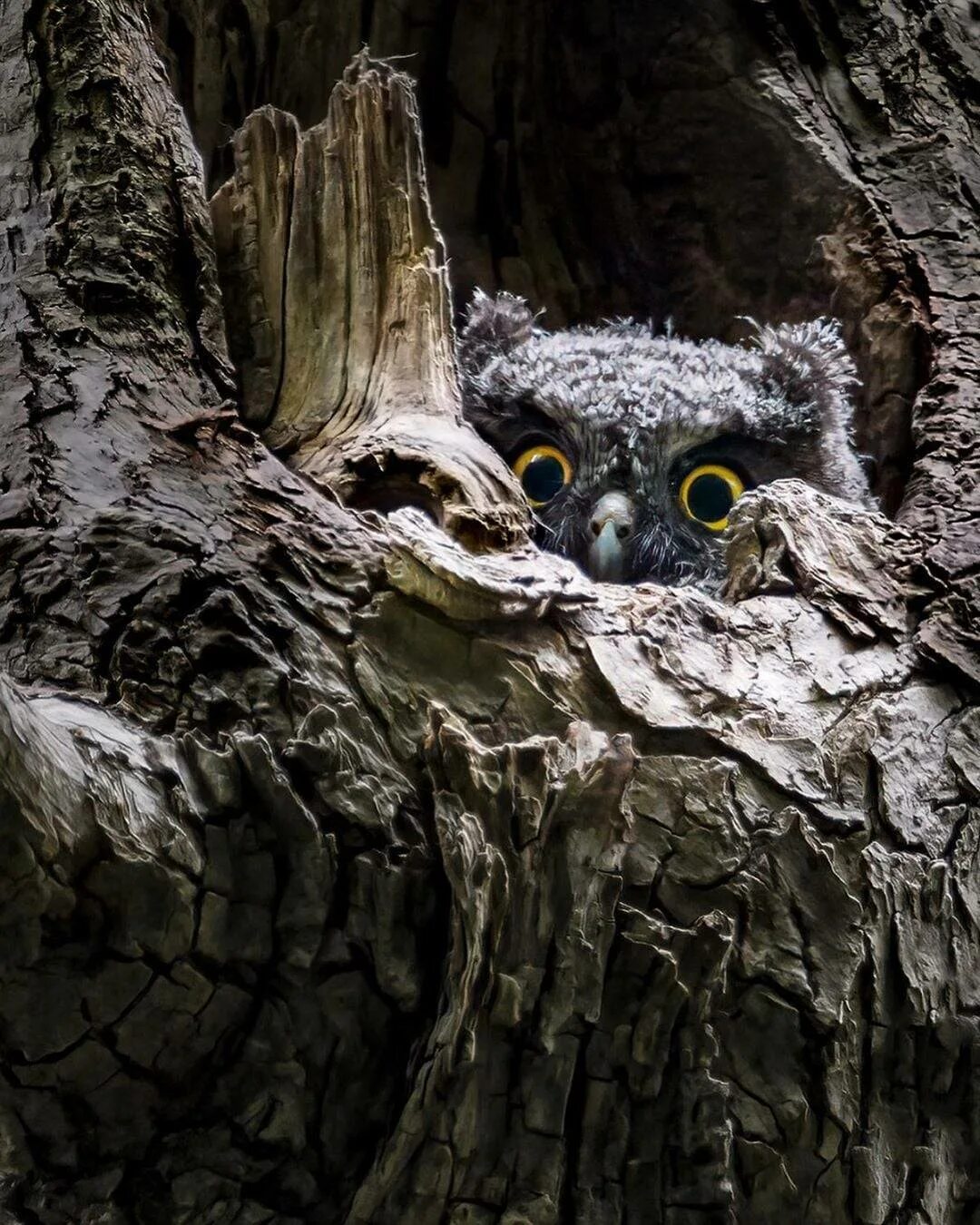 Сыч в дупле. Мохноногий сыч гнездо. Домовый сыч гнездо. Домовой сыч гнездо. Сыч в дупле.