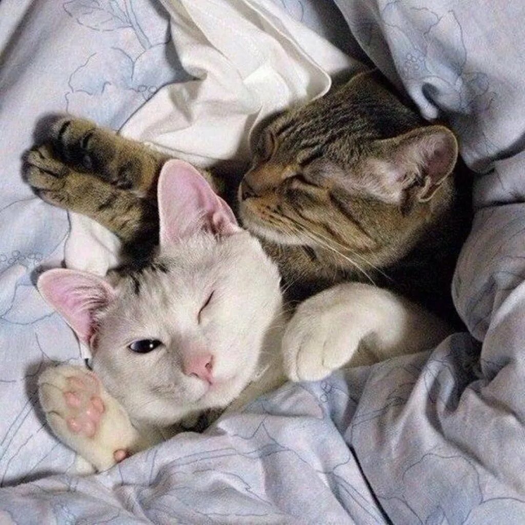 Кошка любит одеяло. Кошка любит одеяло
