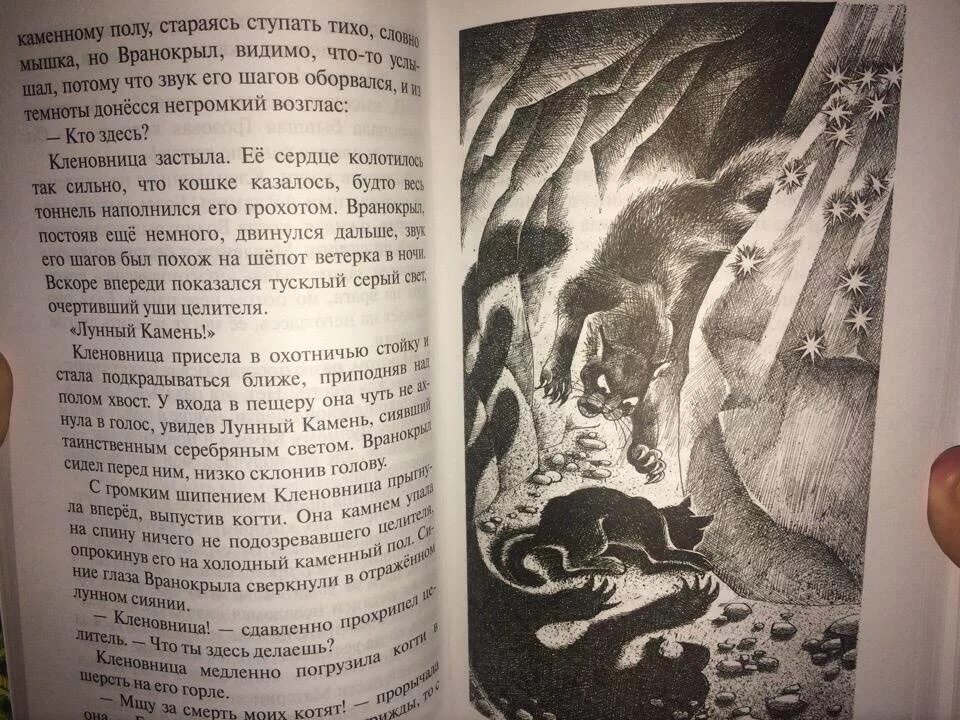 История одной мести читать. Месть Кленовницы (Хантер Эрин). Коты Воители месть Кленовницы. Коты Воители Нерассказанные истории. Коты Воители книга месть Кленовницы.