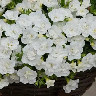 Double white