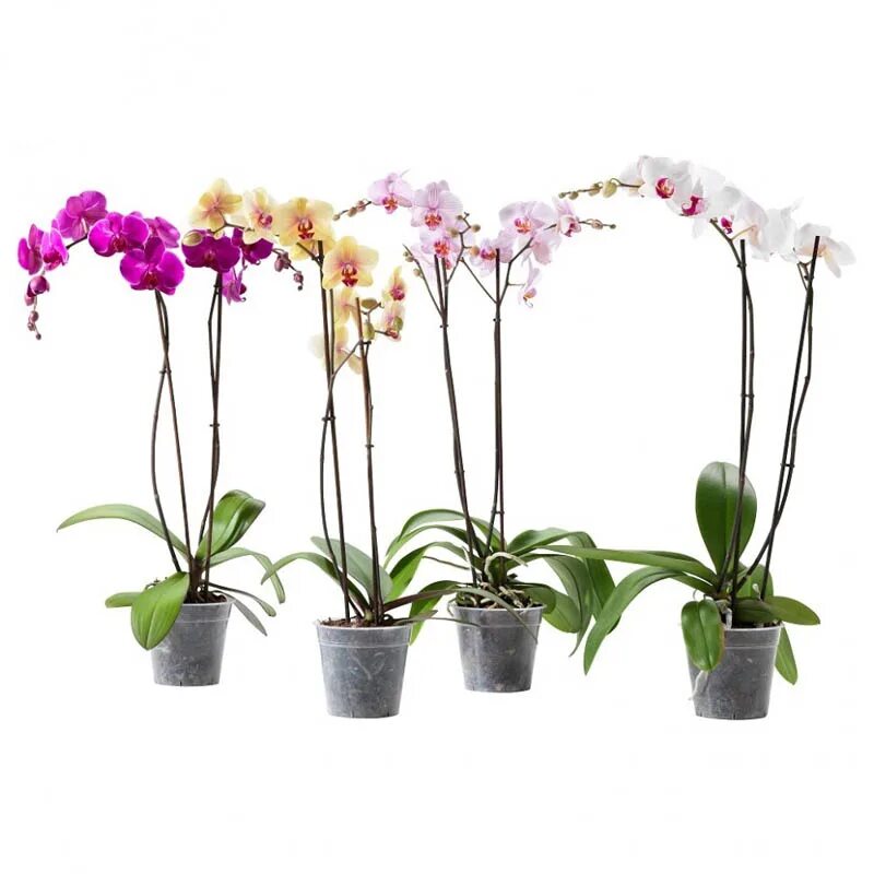 Орхидея в горшке нижний новгород. Орхидея ambiance Phalaenopsis. Фаленопсис микс. Фаленопсис микс 12/55. Цветы фаленопсис микс.