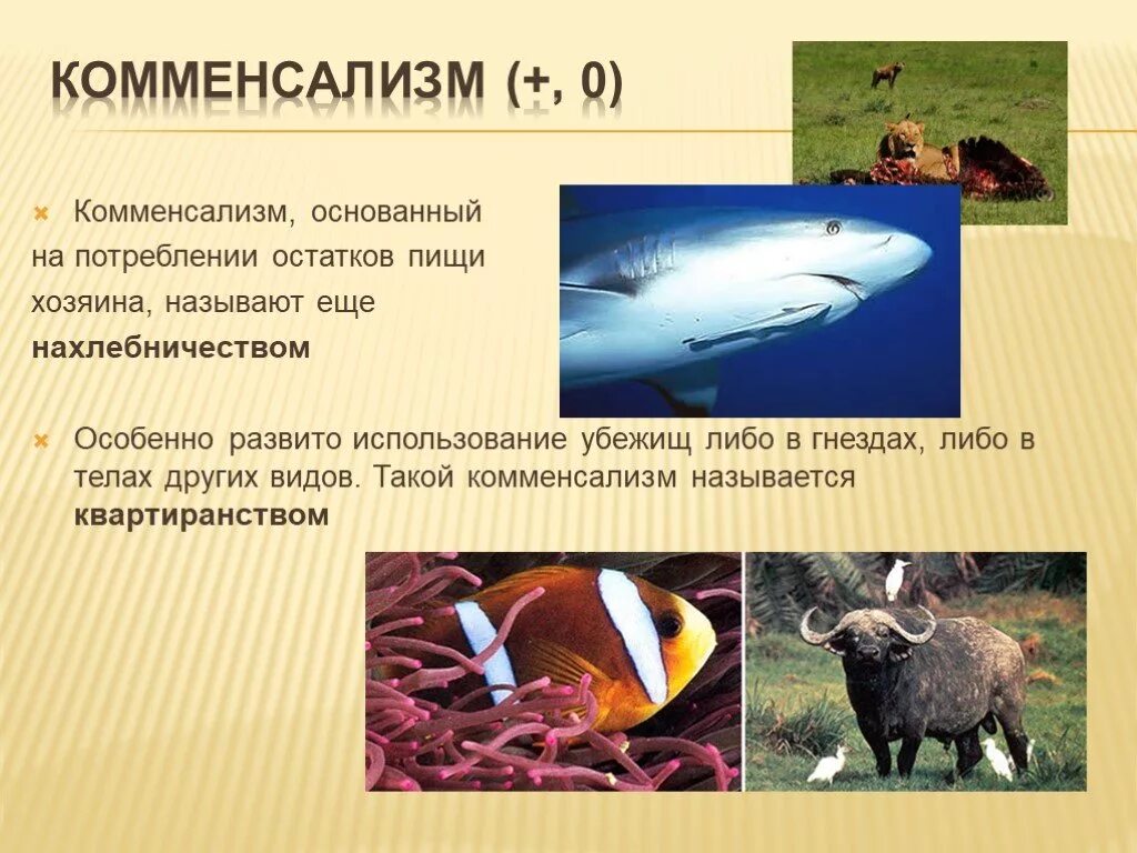 Комменсализм это примеры. Комменсализм нахлебничество квартиранство сотрапезничество. Комменсализм это в экологии. Типы взаимодействия организмов комменсализм. Комменсализм примеры животных.