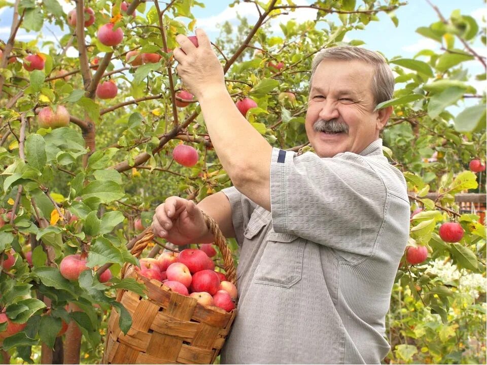 Садовод самоучка 8 букв. Уборка урожая в саду. Садовод самоучка 8 букв. Садовод самоучка 8 букв. Семена для огорода.