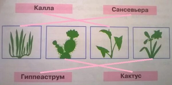 Капа сансевьера гиппеаструм. Калла сансевьера гиппеаструм. Растения калла сансевьера гиппеаструм. Как выглядит гиппеаструм и сансевьера. Калла сансевьера гиппеаструм.