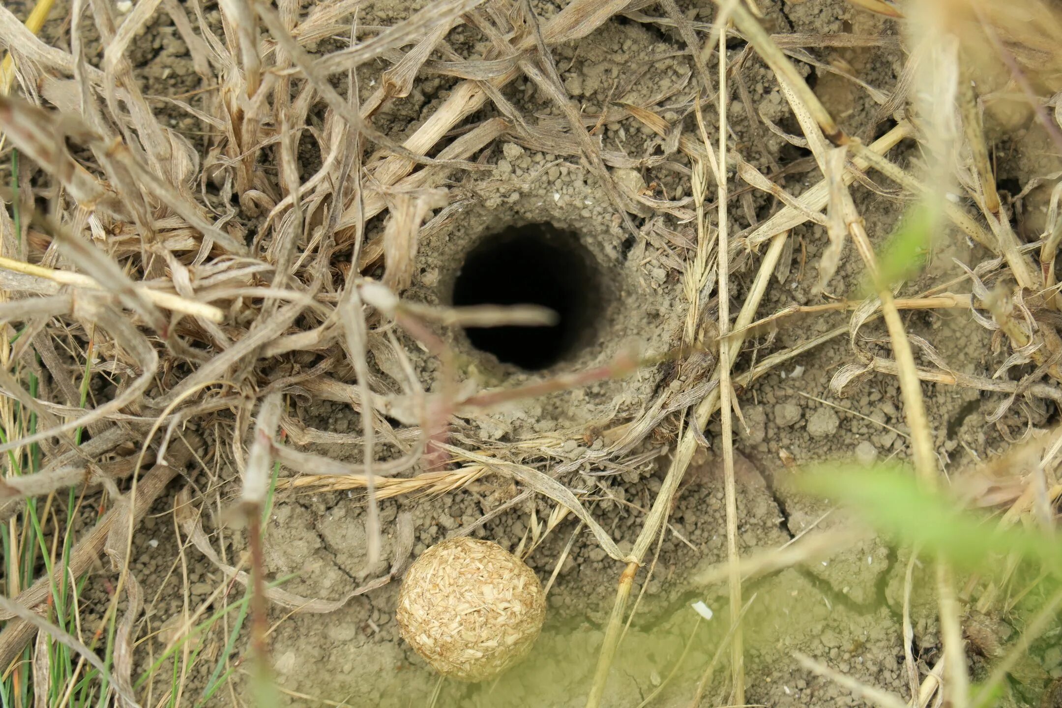 нора землеройки. вырывая в сене глубокую нору. поле со стогами сена. ноги на сене. скирда.