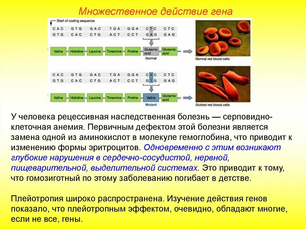 Плейотропия примеры у человека. Примеры плейотропного действия генов. Плейотропные гены примеры. Первичная плейотропия пример.