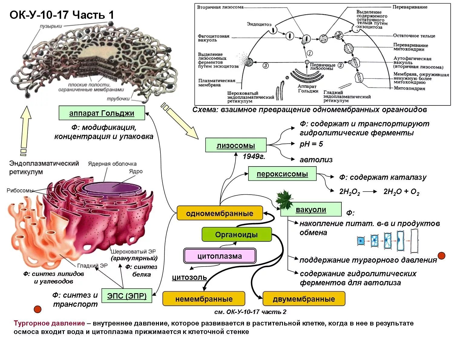Гольджи ферменты. Органоиды клетки ЕГЭ. Строение органоидов клетки ЕГЭ биология. Органоиды клетки схема 10 класс. Схема мембранные структуры клетки ЕГЭ биология.