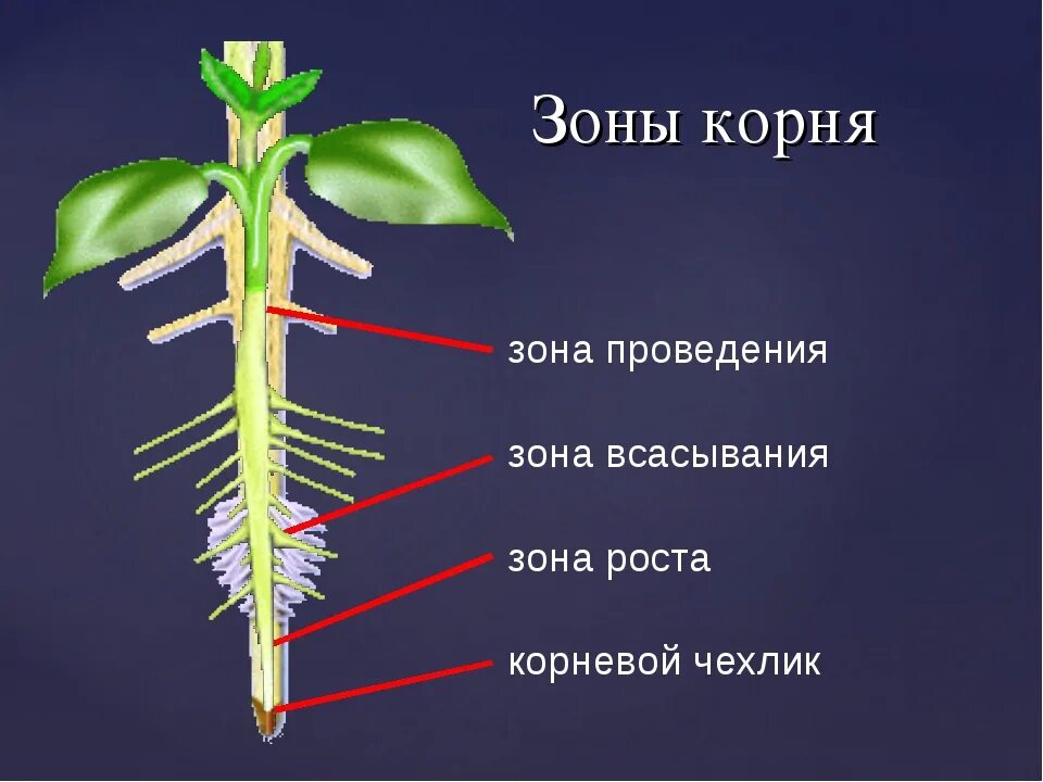 Тело высших растений состоит. Зоны корня корневой чехлик. Зона деления зона проведения зона всасывания корня. Строение верхушки корня растения. Зона проведения, всасывания корня.