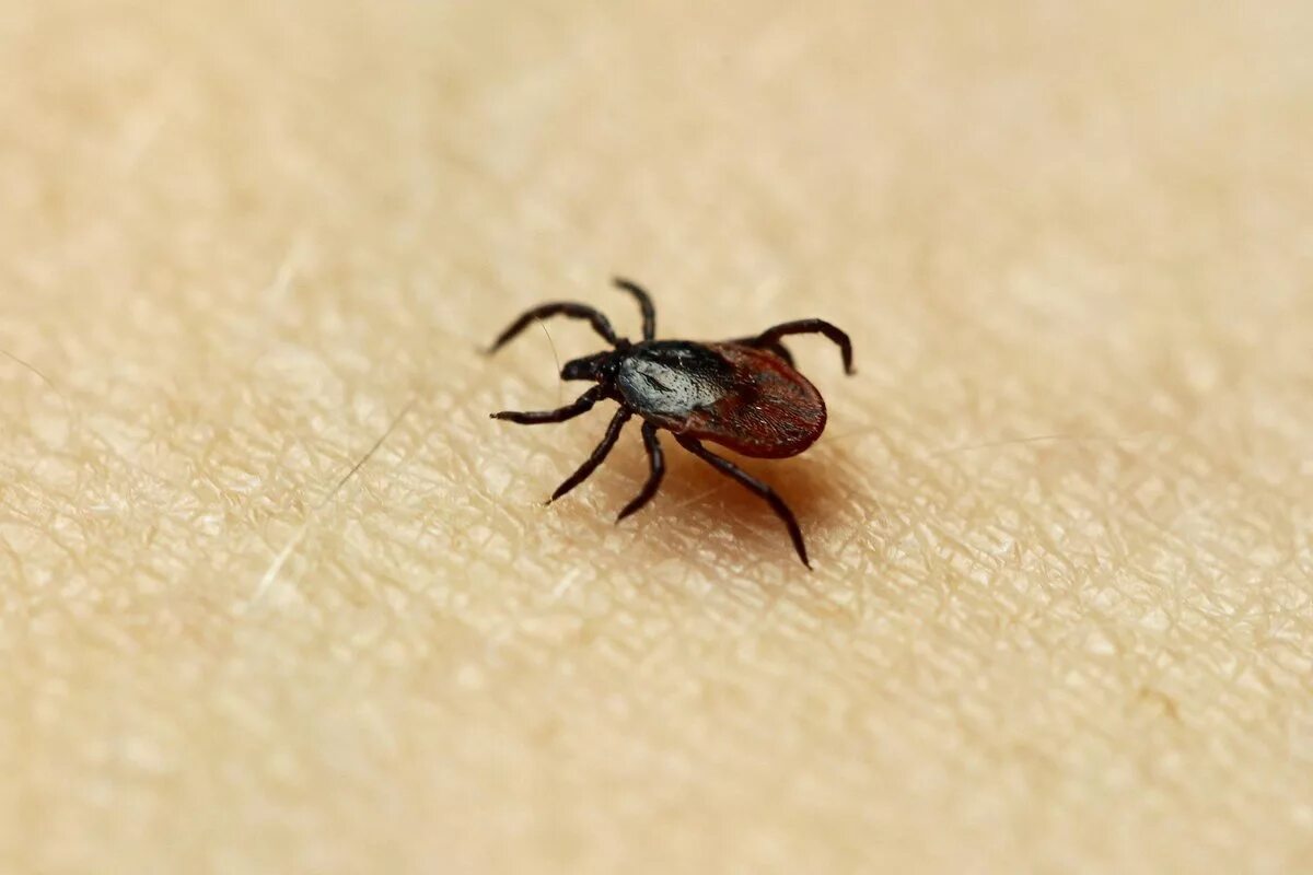 Repel Ticks with This Sulfur Remedy - Natural Health - MOTHER EARTH NEWS Lyme di