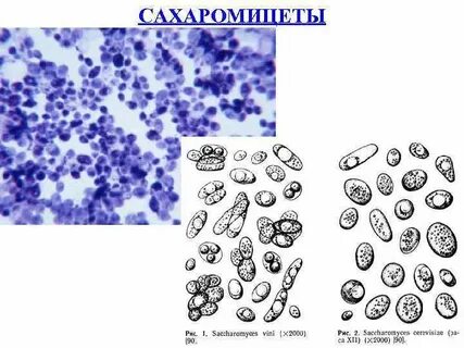 Споры дрожжевое