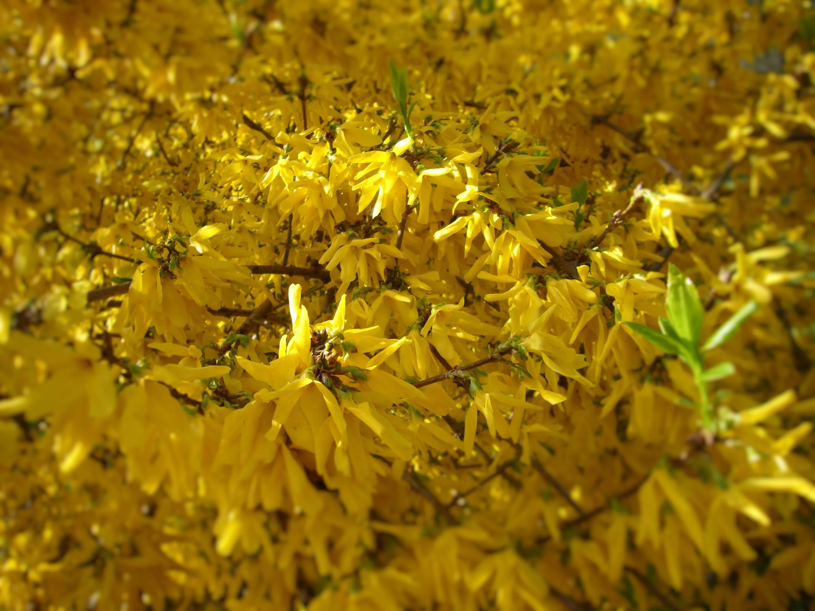 форзиция гибридная. форзиция арнольд дварф. форзиция розовая. форзиция летом. цветение форзиции весной.